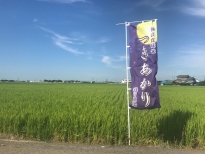 契約栽培米”つきあかり”生育状況